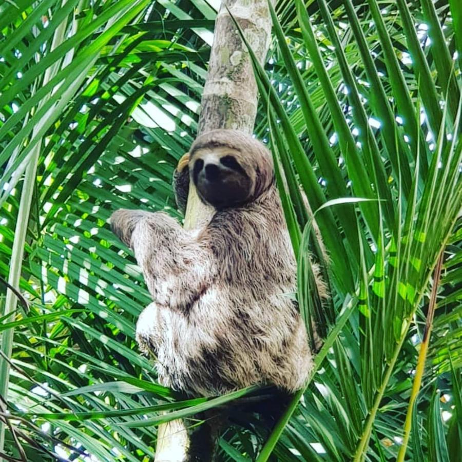 Pousada Recanto Dos Tangaras Juquei Exterior foto
